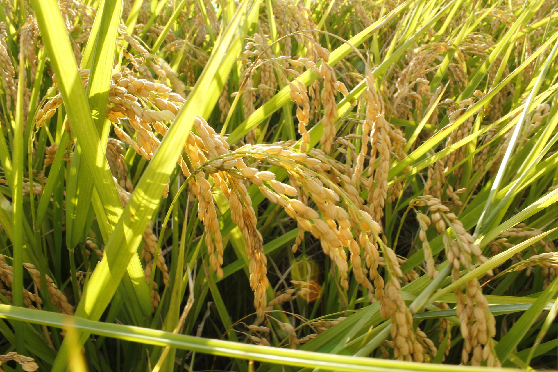 Produtores de arroz seguram a produção e pressionam a indústria