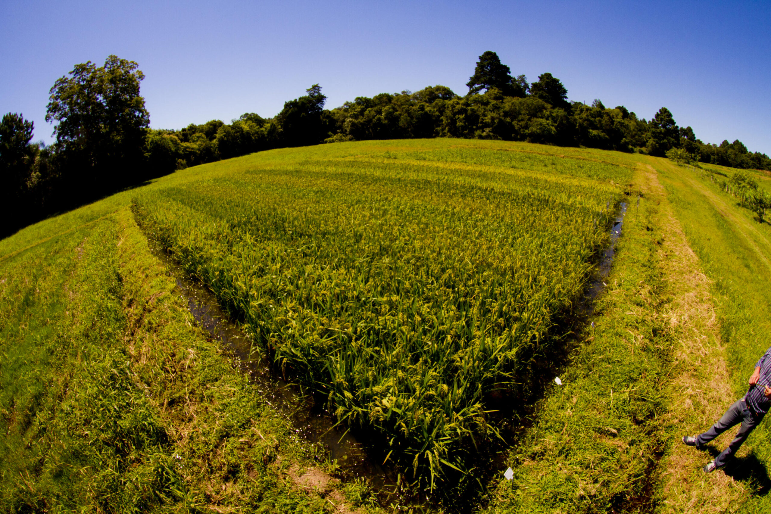 Produtores de arroz do RS terão cartilha para uso de drones