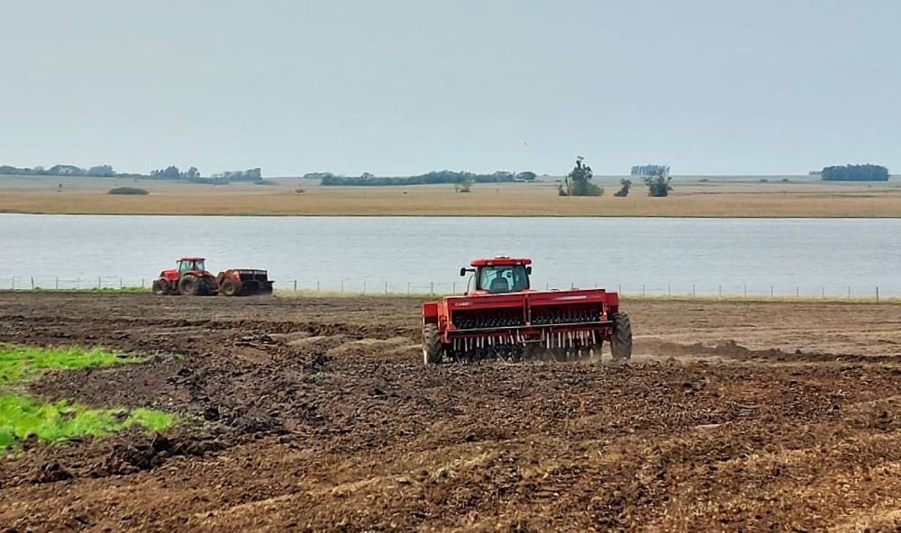 Rio Grande do Sul já plantou 8% da área de arroz