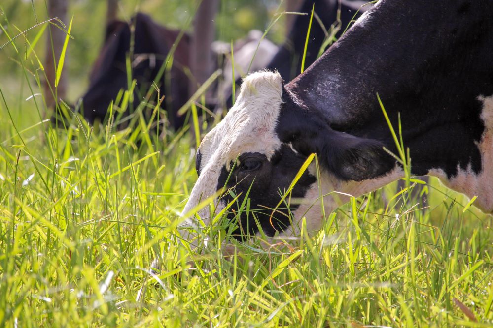 Maneiras enfrentar a letal raiva em animais, doença que também contamina humanos