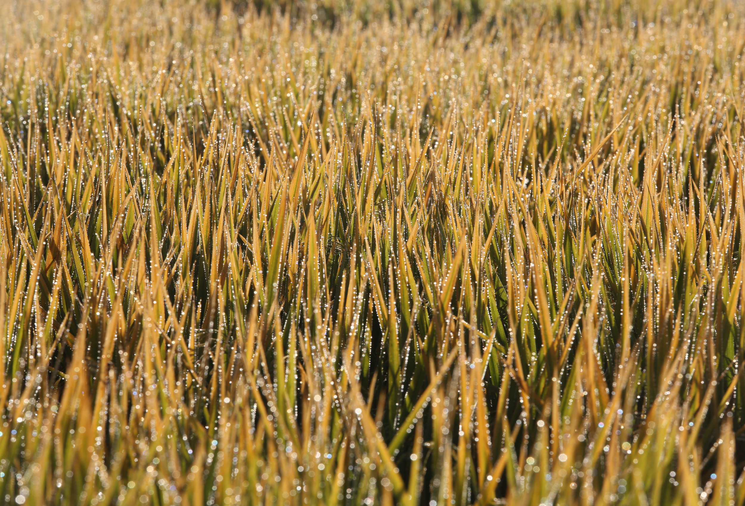 Arrozeiros se propõem a manter o abastecimento do mercado interno de arroz