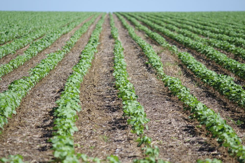 R$ 1,2 trilhão: o tamanho do valor bruto da produção do agro brasileiro