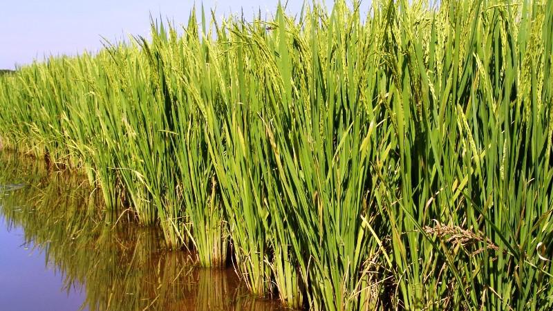 Arroz com pouca liquidez e foco do produtor no plantio da nova safra