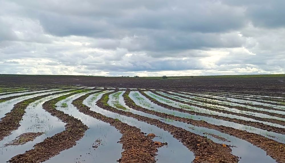 Metade Sul também inicia o plantio do arroz e semeadura já atinge quase 20% do RS