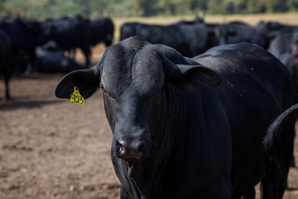 Setembro é de recorde para exportações de carne bovina