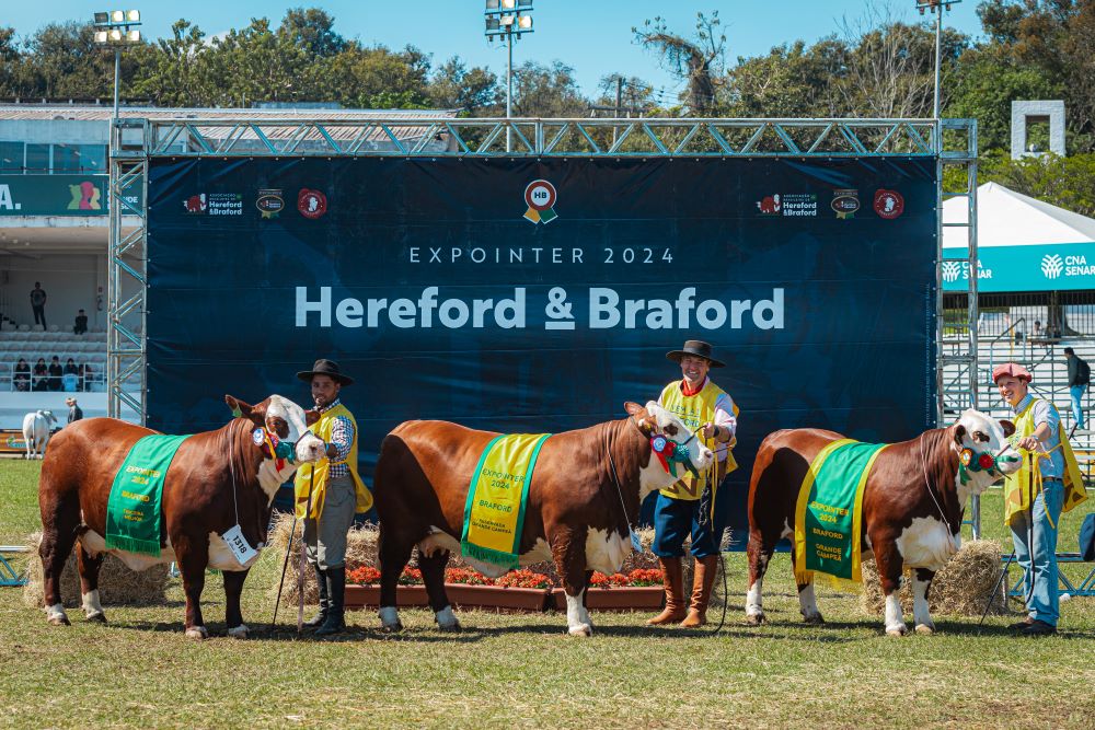 Braford: genética campeã à venda em Livramento