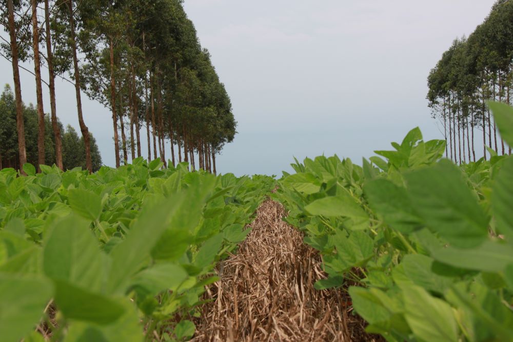 “O agro é parte da solução dos gases de efeitos estufa globais”, afirma dirigente