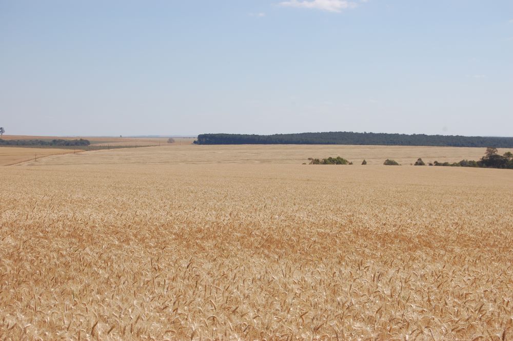 Quedas fortes para o trigo gaúcho em outubro