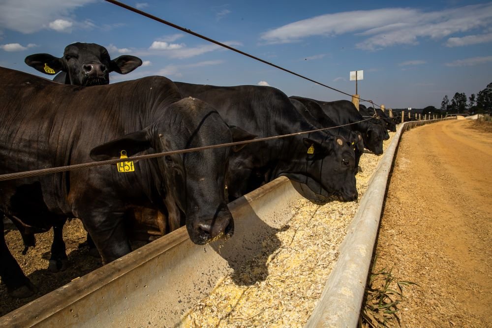 Associação de Angus rechaça declaração de CEO do Carrefour na França contra carne brasileira