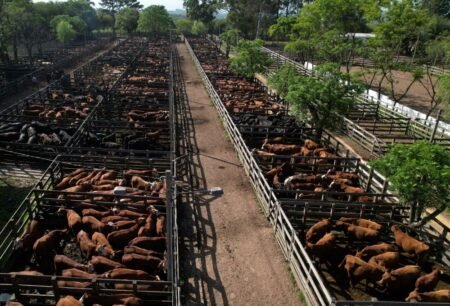 Universo Pecuária discutiu o segmento de dentro da porteira ao consumidor final