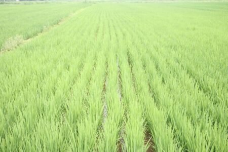 Entidade do arroz alerta para possível redução de área e de produção