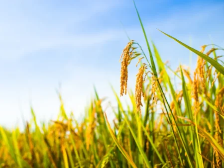 Plantio do arroz no RS a caminho da finalização