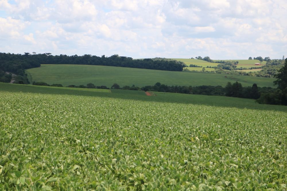 La Niña pode comprometer a safra argentina de soja, e influenciar Chicago